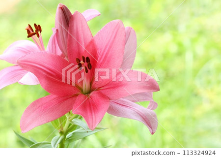 Pink lily, large flower, oriental hybrid, green natural background Pink lily, large flower, oriental hybrid, green natural background 113324924