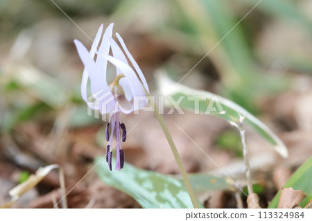 白色katakuri花 白色katakuri花 113324984