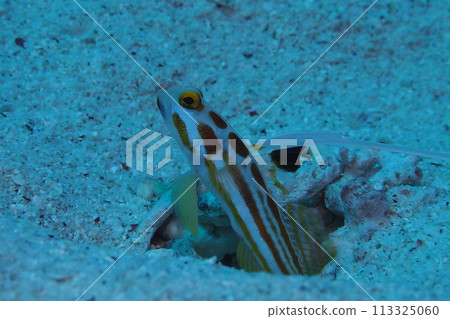 夜叉蝦虎魚在沖繩海珊瑚礁上游泳 113325060