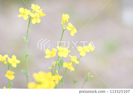 When the four small yellow petals of rape blossom When the four small yellow petals of rape blossom 113325107