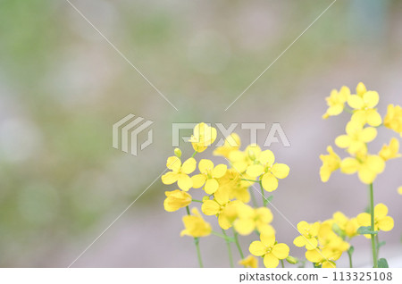 When the four small yellow petals of rape blossom When the four small yellow petals of rape blossom 113325108
