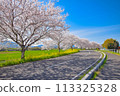Row of cherry trees 113325328