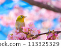 White-eye 113325329
