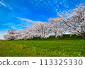 Cherry Blossoms   113325330