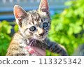 kitten 113325342