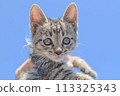 Kitten and blue sky 113325343