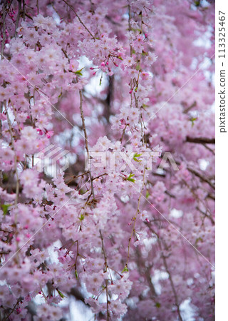 中書島的櫻花 113325467