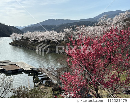 櫻花的風景 113325479