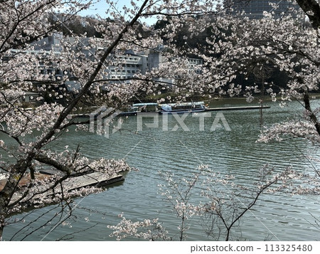 櫻花的風景 113325480