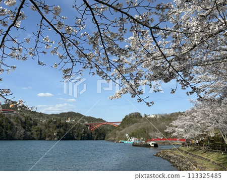 櫻花的風景 113325485