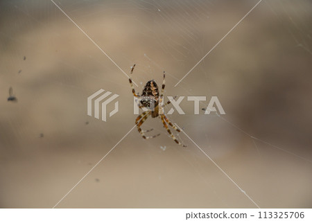 Cross spider on a web, spider in the fresh air, close-up 113325706