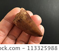 Dinosaur tooth fossil 113325988