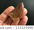 Dinosaur tooth fossil 113325990