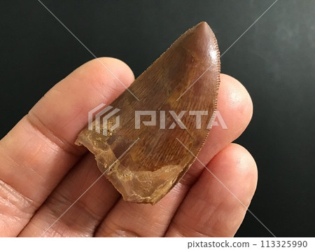 恐龍齒化石 恐龍齒化石 113325990