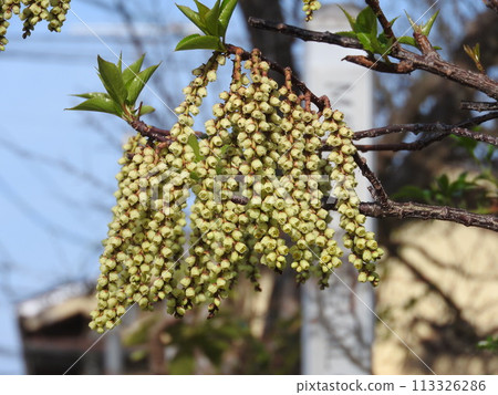 Kibushi花：雄花 113326286