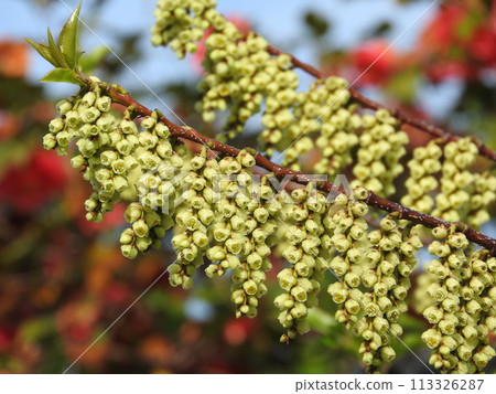 Kibushi花：雄花 113326287