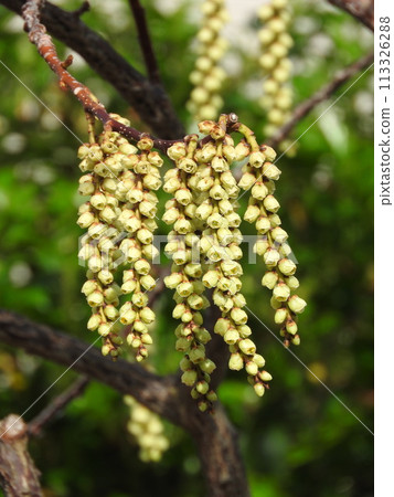 Kibushi花：雄花 113326288