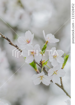 沐浴著春日陽光的櫻花盛開 113326452