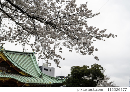 View of cherry blossoms blooming in Ochanomizu, Chiyoda Ward, Tokyo 113326577