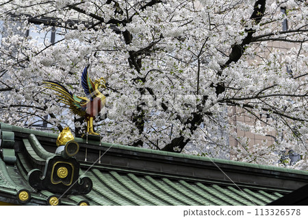 View of cherry blossoms blooming in Ochanomizu, Chiyoda Ward, Tokyo 113326578