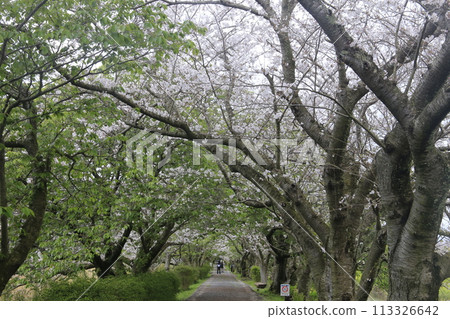 櫻花隧道 113326642