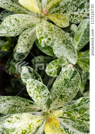 Beautiful polka dot plant background. Close up beautiful leaves texture with white and green. 113326730