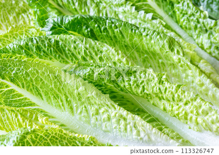 Romaine lettuce leaves 113326747
