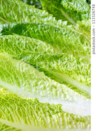 Romaine lettuce leaves 113326748