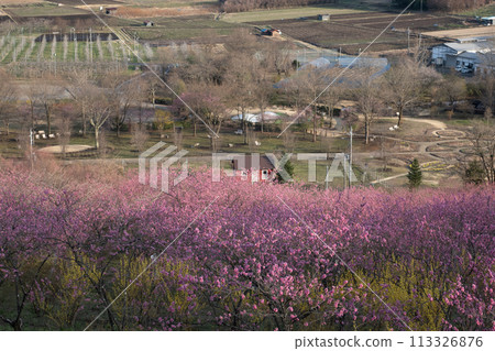 Spring Nakanojo Gardens Hanamomo no Oka 113326876