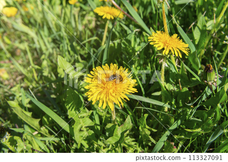 Bee on a dandelion 113327091