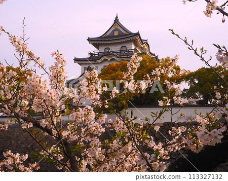 Kishiwada castle and cherry blossoms Kishiwada castle and cherry blossoms 113327132