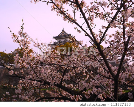 Kishiwada castle and cherry blossoms Kishiwada castle and cherry blossoms 113327133