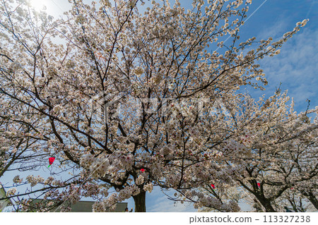 Cherry blossoms in full bloom shining in the blue sky Cherry blossoms in full bloom shining in the blue sky 113327238