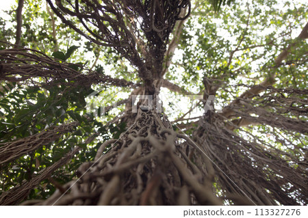 Banyan tree of life in goa. Banyan tree of life in goa. 113327276