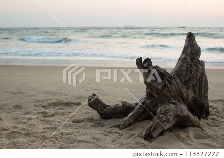 Snag on the coast of the ocean. Snag on the coast of the ocean. 113327277