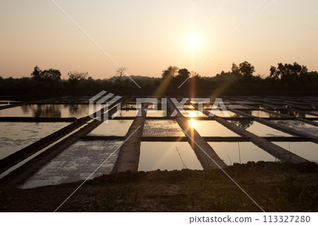 Rice plantation fields goa india 113327280