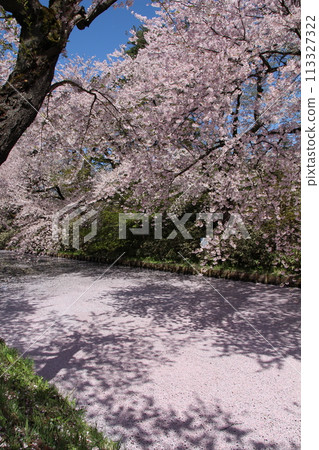The cherry blossom petals fell 113327322