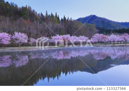 Cherry blossoms appearing on the surface of the water Cherry blossoms appearing on the surface of the water 113327366