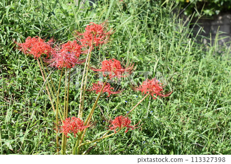 開花在秋天領域的簇孤挺花 113327398