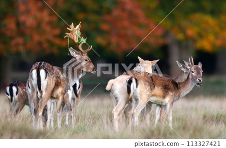 Fallow deer standing in a meadow during the rut in autumn 113327421