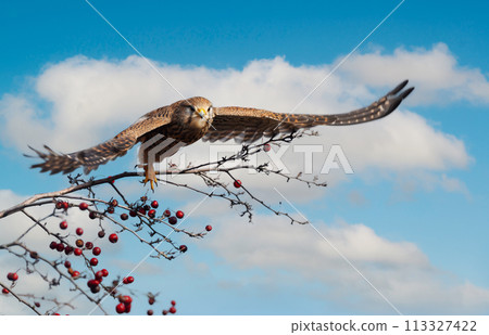 Female common kestrel at takeoff and in flight Female common kestrel at takeoff and in flight 113327422