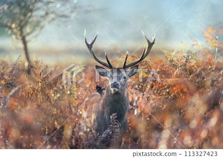 Red deer stag with Eurasian magpie perched on its back 113327423