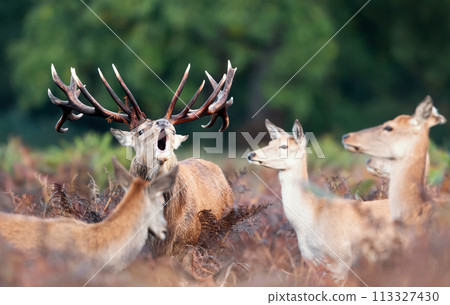 Red deer stag calling during the rut in autumn 113327430