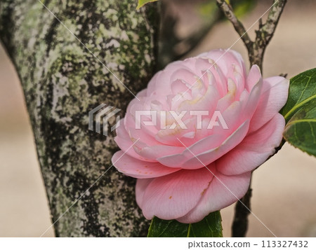 Flower of otomebushi 113327432