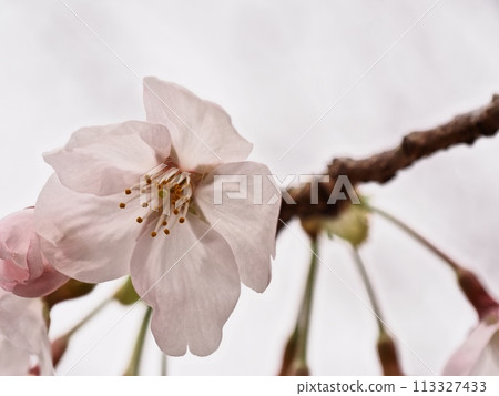 Yoshino cherry blossoms 113327433