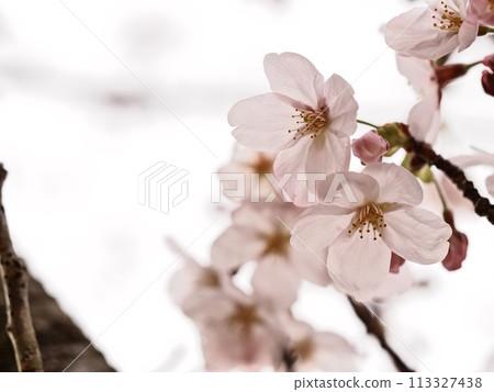 Yoshino cherry blossoms 113327438