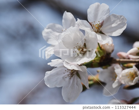Yoshino cherry blossoms Yoshino cherry blossoms 113327444