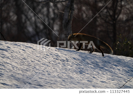 A red fox walking on the remaining snow 113327445