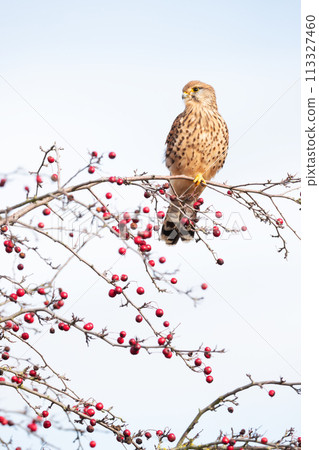 Common kestrel perched on a tree branch with red berries Common kestrel perched on a tree branch with red berries 113327460
