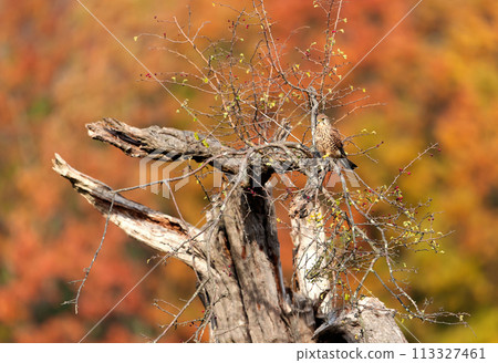 Common kestrel perched in a tree in autumn Common kestrel perched in a tree in autumn 113327461